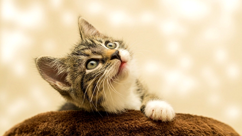 cat-4611189_1920