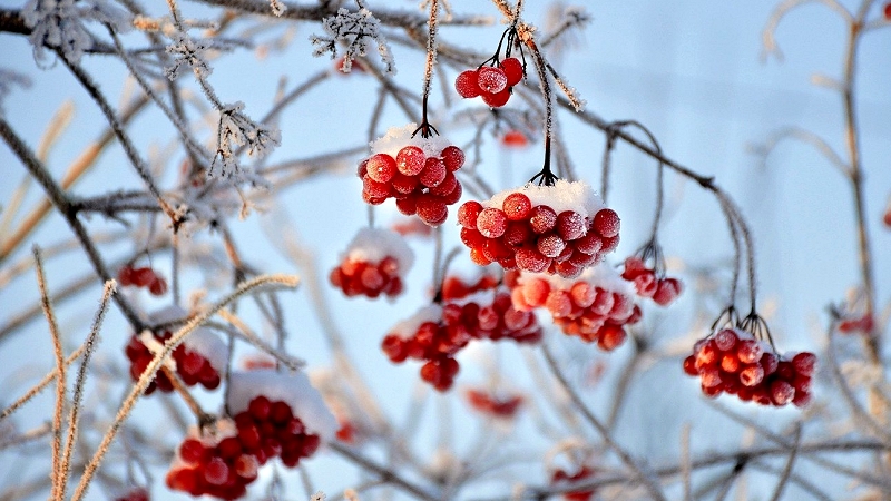 viburnum-g3b55630b4_1920.jpg