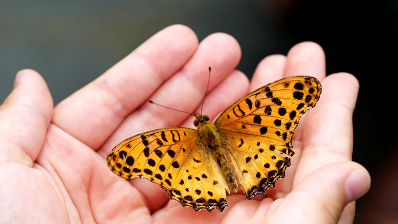 butterfly-gfa07801b1_1920