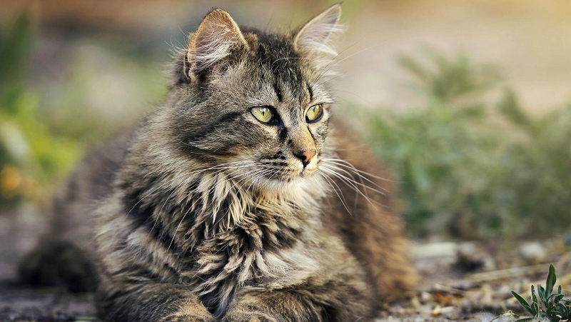 cat-g6976faae5_1920