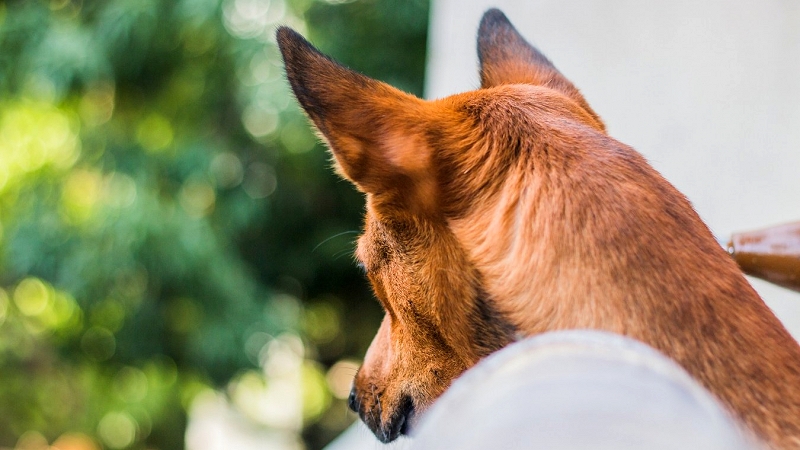 dog-gf6f96f116_1920