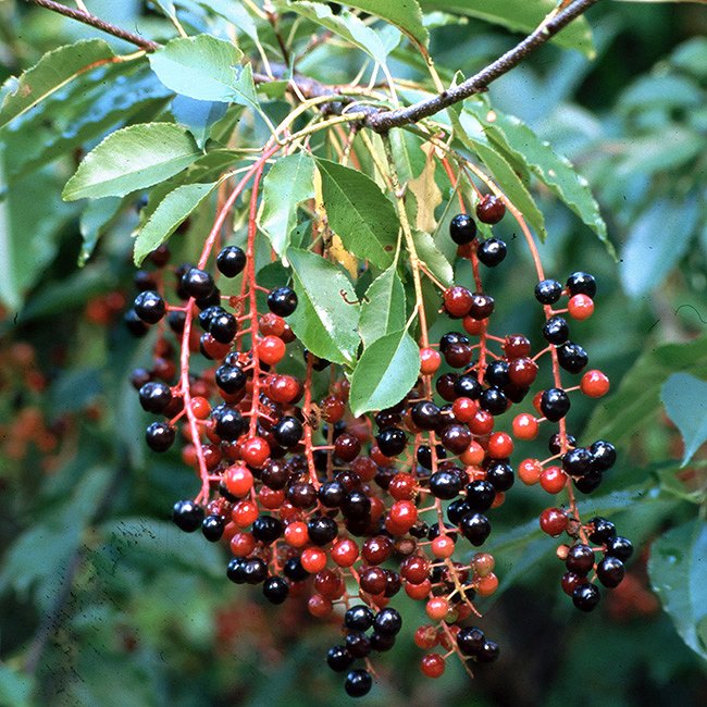 Prunus-serotina_plodovi_Gil-Wojciech-Polish-Forest-Research-Institute-Bugwood