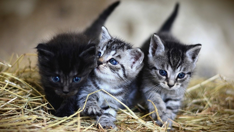 kittens-3535404_1920.jpg