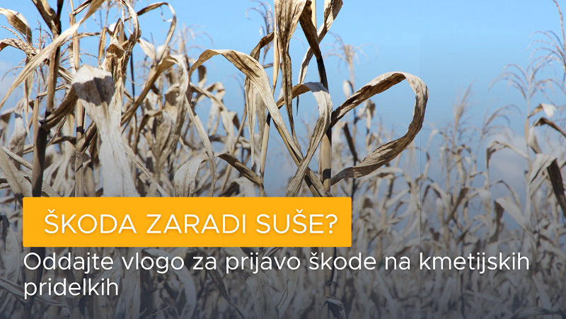 Suša